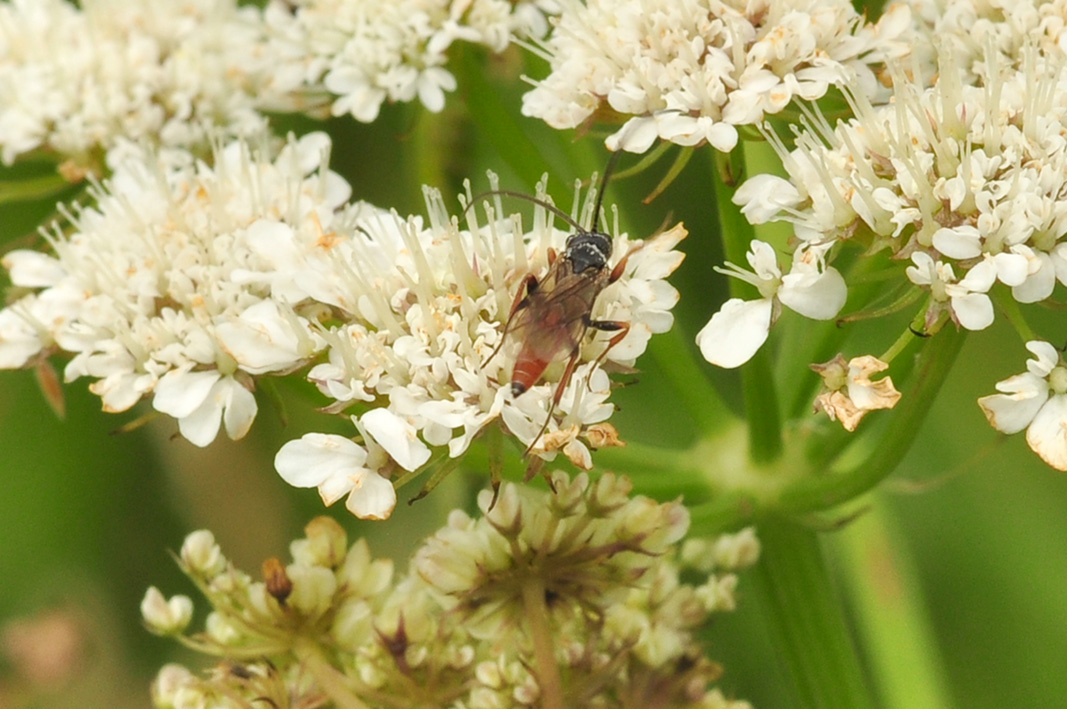 Piccolo Ichneumonidae